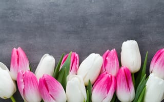 Обои цветы, белые, белая, тульпаны, парное, пинк, весенние, букет, тюльпаны, розовые