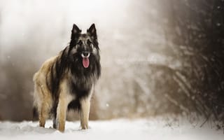 Картинка снег, взгляд, природа, собака, друг, овчарка, dackelpuppy, eyko