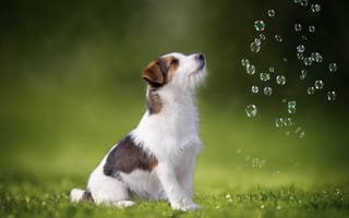 Обои трава, собака, мыльные пузыри, джек-рассел-терьер