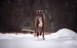 Обои дорога, собака, бег, боксер, язык, зима, снег