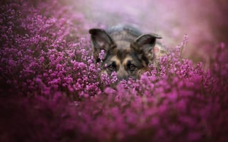 Картинка морда, цветы, собака, взгляд, немецкая овчарка