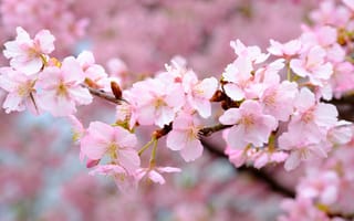 Картинка цветы, сакура, розовые, цветение, вишня, ветки, весна