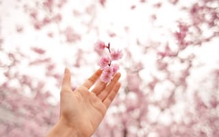 Картинка цветы, цвет, весна, вишня, antonina bukowska, рука, розовый