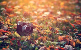 Картинка свет, фотоаппарат, обработка, тепло, осень, солнце, трава, макро, листья