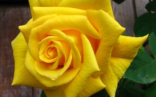 Картинка природа, цветок, lisa yount, роза, желтый