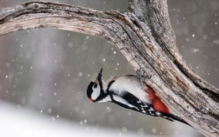 Картинка дерево, птица, great spotted woodpecker, дятел