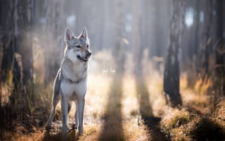 Картинка взгляд, чехословацкий влчак, друг, собака