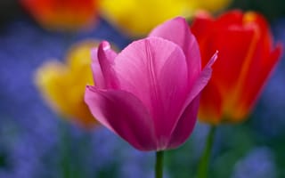 Картинка цветы, сад, лепестки, ричард флетчер, природа, тюльпаны, весна