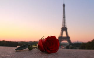 Картинка вечер, париж, роза, эйфелева башня, франция, цветок, башня, город