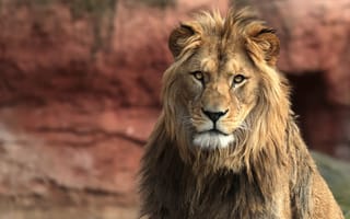 Картинка царь, лев, зверь
