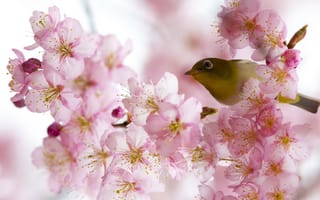 Картинка цветение, белоглазка, весна, птица