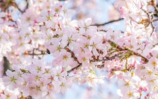 Картинка дерево, цветение, весна, сакура