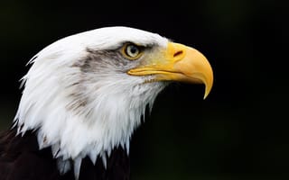 Картинка орел, перья, черный, клюв, птица, белоголовый орлан