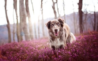 Картинка цветы, собака, природа, друг, австралийская овчарка