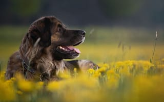 Картинка цветы, пес, одуванчики, собака, профиль, природа, животное