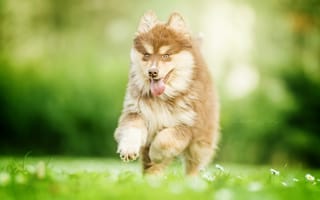 Картинка настроение, собака, финский лаппхунд, финская лопарская лайка, радость, щенок, боке, прогулка