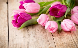 Картинка цветы, розовые, фиолетовые, тюльпаны, весна