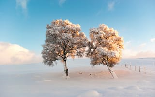 Картинка небо, утро, деревья, снег, зима, мороз