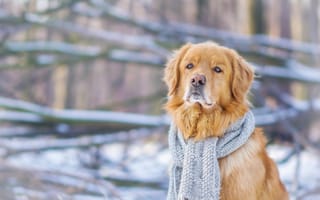 Картинка взгляд, собака, золотистый ретривер, шарф