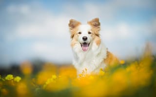 Картинка цветы, собака, боке, бордер-колли, язык