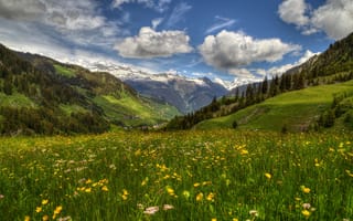 Картинка цветы, швейцария, граубюнден, долина, долина сурсельва, весна, луг, трун, горы, альпы, перевал оберальп