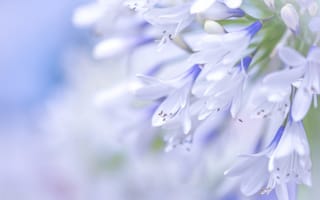 Картинка цветы, голубой, макро, агапантус