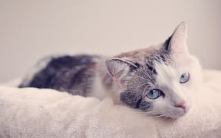 Обои мордочка, взгляд, голубые глаза, кошка
