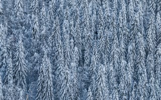 Картинка деревья, лес, зима, хвойные, снег