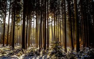 Картинка деревья, лес, зима, снег, солнечный свет
