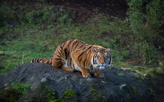 Картинка тигр, хищник, природа