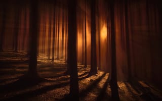 Картинка деревья, полумрак, тени, лес, просвет