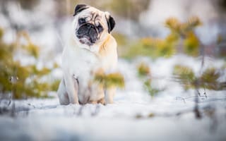 Картинка снег, взгляд, собака, природа, мопс