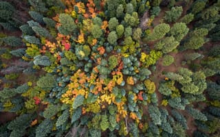 Картинка деревья, осень, лес, природа