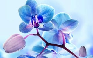 Картинка цветы, орхидея, лепестки, макро, природа