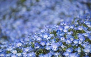 Обои цветы, макро, немофила, боке, голубые