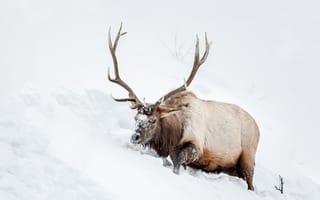 Обои снег, природа, животное, олень, рога