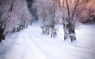 Обои дорога, снег, зима, деревья