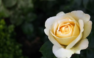 Обои цветок, лепестки, белая, роза