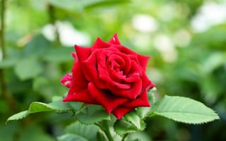 Картинка цветок, красная роза, бутон, роза