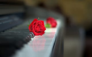 Картинка цветы, клавиши, пианино, красная роза, роза, стиль