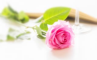 Картинка цветок, розовый, бутон, роза