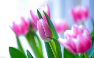 Картинка цветение, весна, тюльпаны, бутоны, розовые