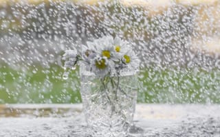 Картинка цветы, букет, ромашки, стакан, дождь