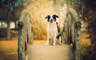 Картинка мост, собака, друг, австралийская овчарка