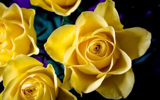 Картинка цветы, желтые, макро, розы