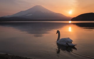 Картинка озеро, закат, япония, вулкан, гора, лебедь, птица, фудзияма, пейзаж