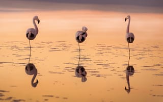 Картинка вода, фламинго, закат, отражение, птицы