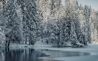 Обои деревья, снег, зима, озеро, лес
