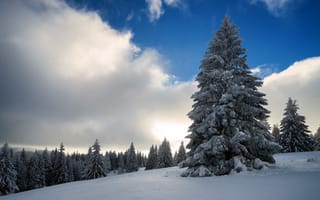 Обои небо, снег, облака, природа, деревья, зима