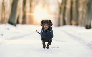 Картинка снег, такса, зима, собака, бег